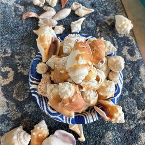 Seashells from Sanibel Island mostly conch shells